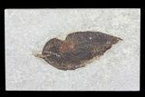 Fossil Leaf (Unidentified) - Green River Formation #79546-1
